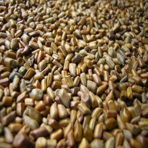 cassia tora seeds 1699340678 920184