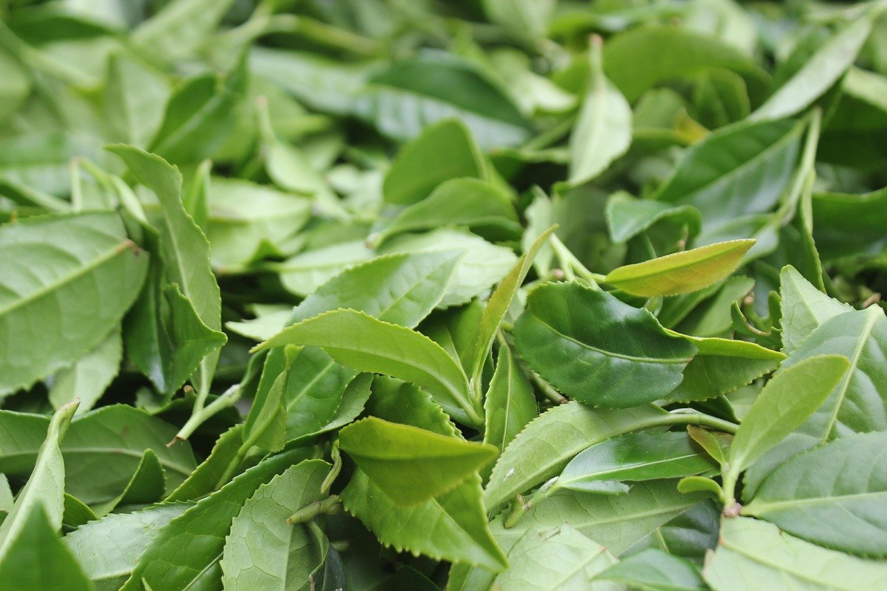 Ayurvedic herbal products for skin rashes