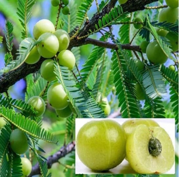 lucknow nursery grafted amla plant 2