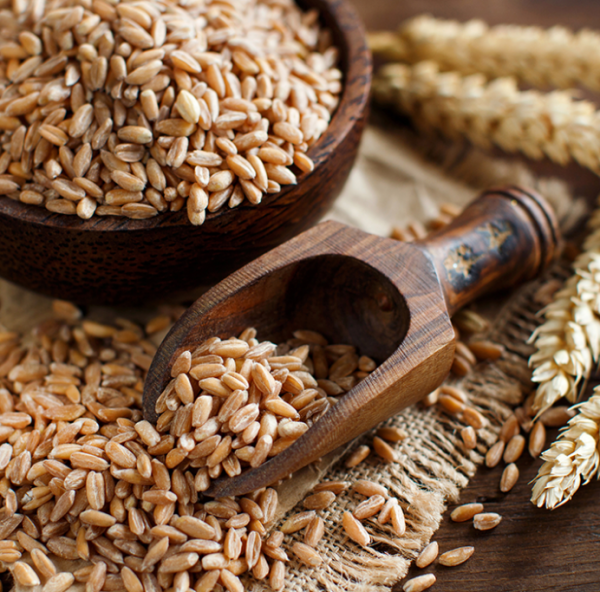 wheat berries bowl 1024x683